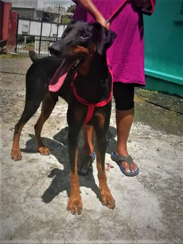 American Doberman - 2 - Dogs  on Aster Vender