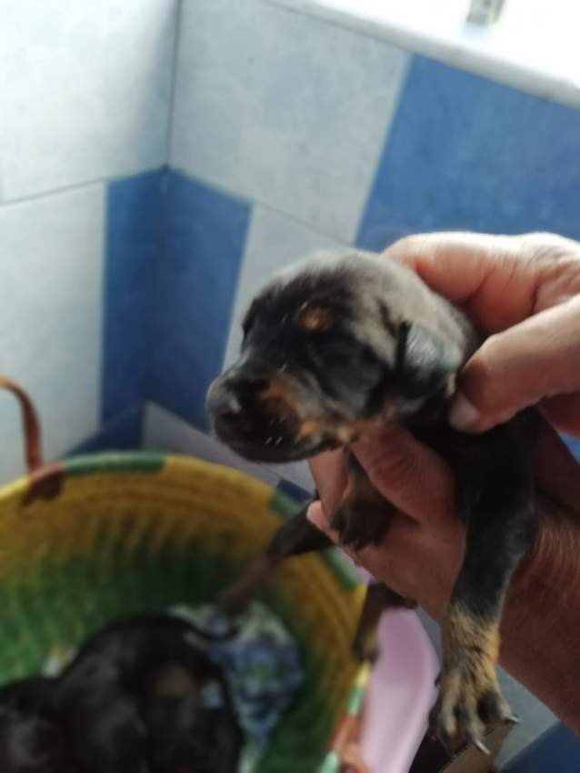 American Doberman - 1 - Dogs  on Aster Vender