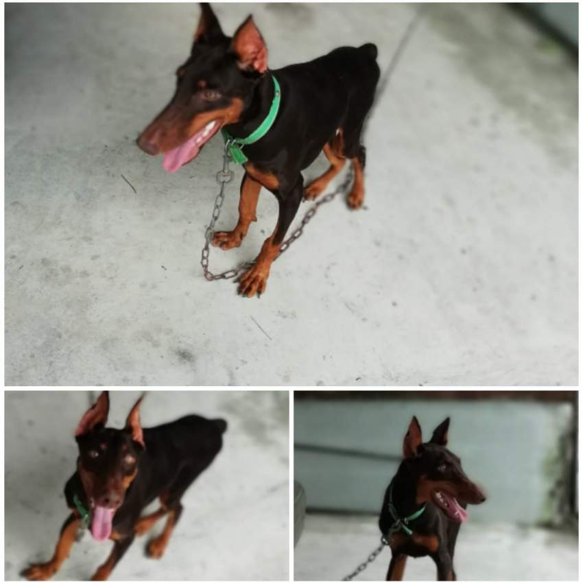 American Doberman - 0 - Dogs  on Aster Vender