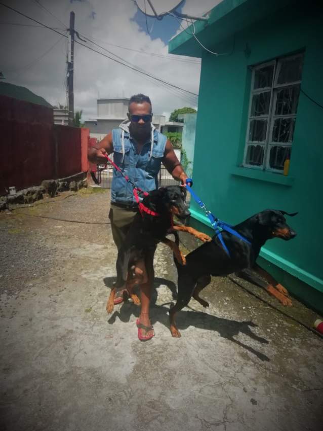 American Doberman - 4 - Dogs  on Aster Vender