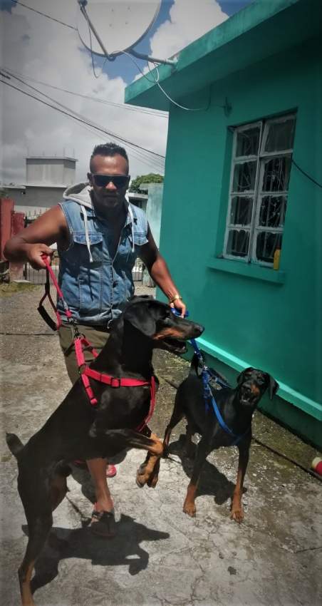 American Doberman - 3 - Dogs  on Aster Vender