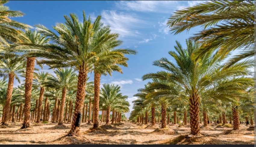 Tunisia Date palm, dattier - 1 - Plants and Trees  on Aster Vender