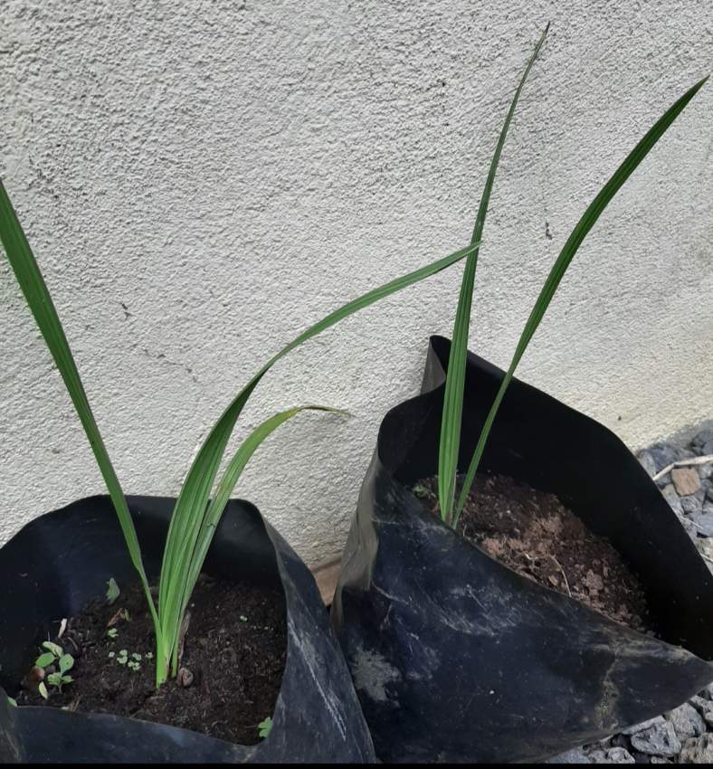Tunisia Date palm, dattier - 0 - Plants and Trees  on Aster Vender