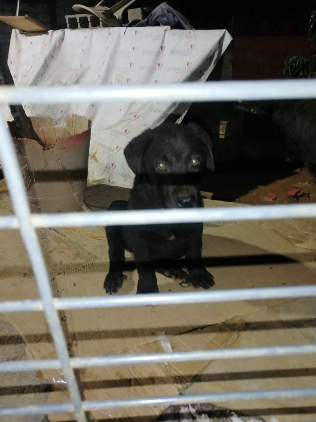 pure breed black male lab - 0 - Dogs  on Aster Vender