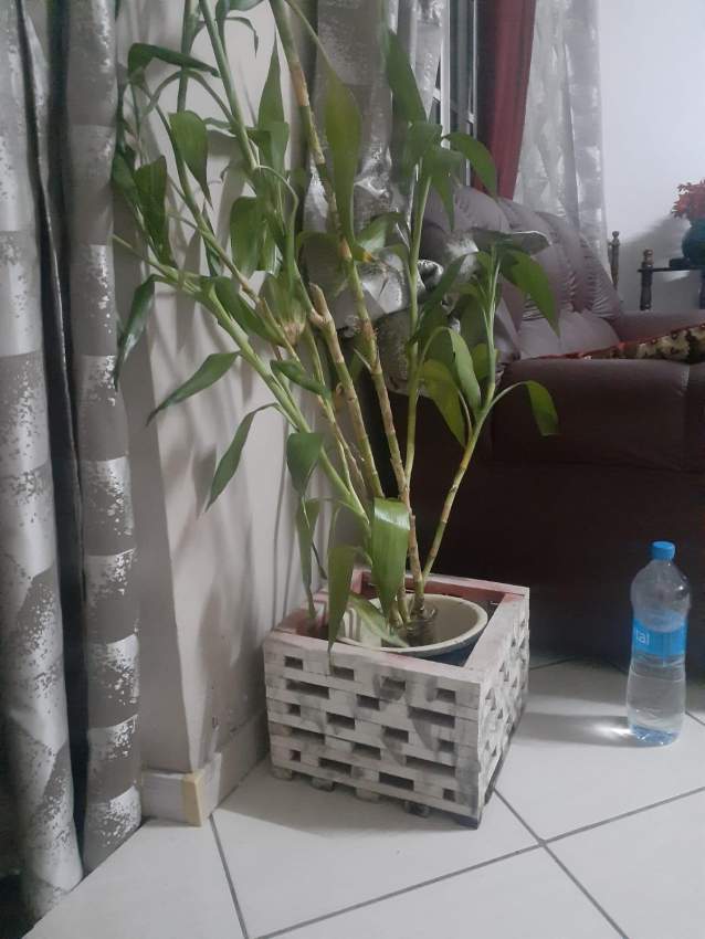 Magic Pallet - 13 - Handmade  on Aster Vender