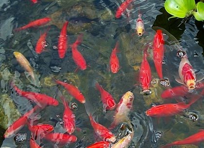 KOI-COMET-GOLDFISH-GUPPIES - 3 -  Aquarium fish  on Aster Vender
