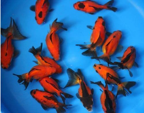 KOI-COMET-GOLDFISH-GUPPIES - 1 -  Aquarium fish  on Aster Vender