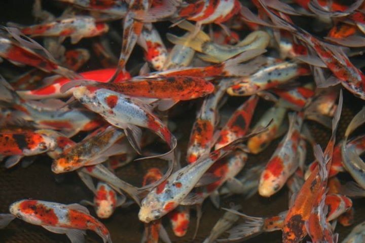 KOI-COMET-GOLDFISH-GUPPIES - 0 -  Aquarium fish  on Aster Vender