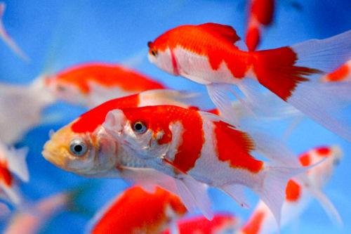 KOI-COMET-GOLDFISH-GUPPIES - 2 -  Aquarium fish  on Aster Vender