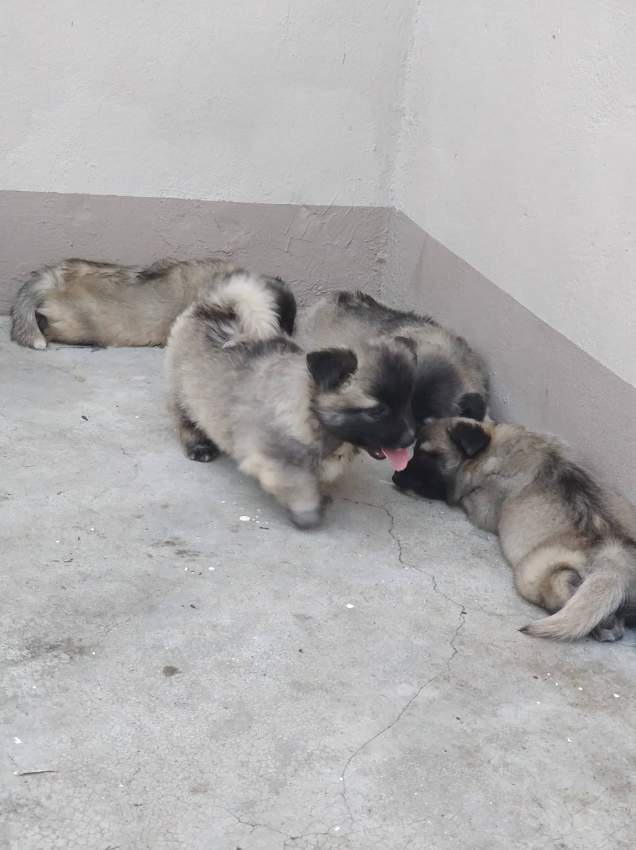 Baby Spitz - 3 - Dogs  on Aster Vender