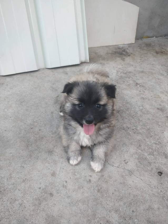 Baby Spitz - 4 - Dogs  on Aster Vender