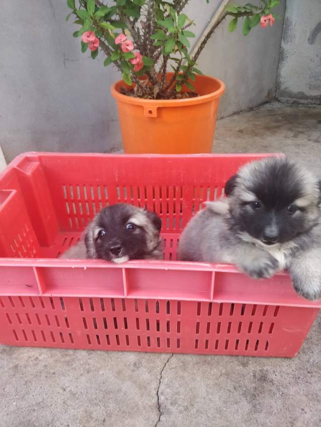 Baby Spitz - 2 - Dogs  on Aster Vender