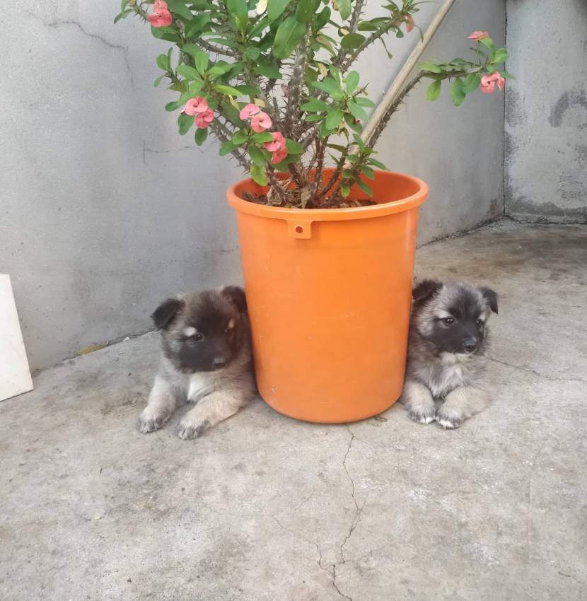 Baby Spitz - 5 - Dogs  on Aster Vender