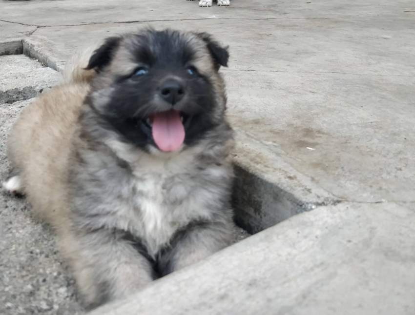 Baby Spitz - 0 - Dogs  on Aster Vender