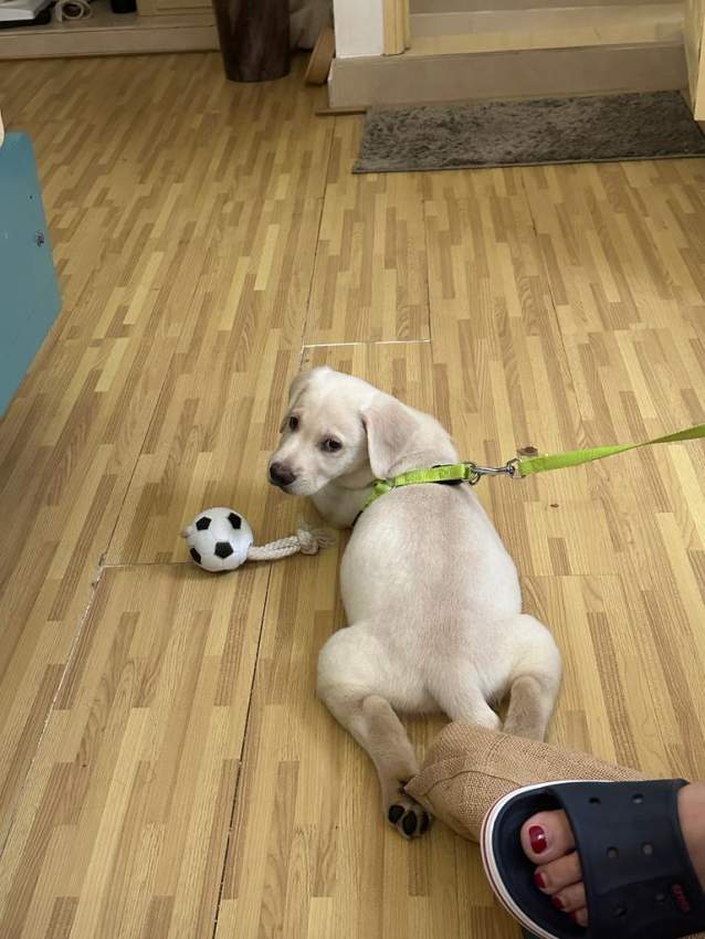 2 months Labrador pure breed with certificate - 2 - Dogs  on Aster Vender