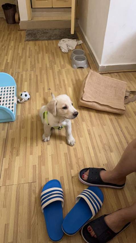 2 months Labrador pure breed with certificate - 3 - Dogs  on Aster Vender