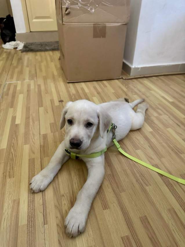 2 months Labrador pure breed with certificate - 1 - Dogs  on Aster Vender
