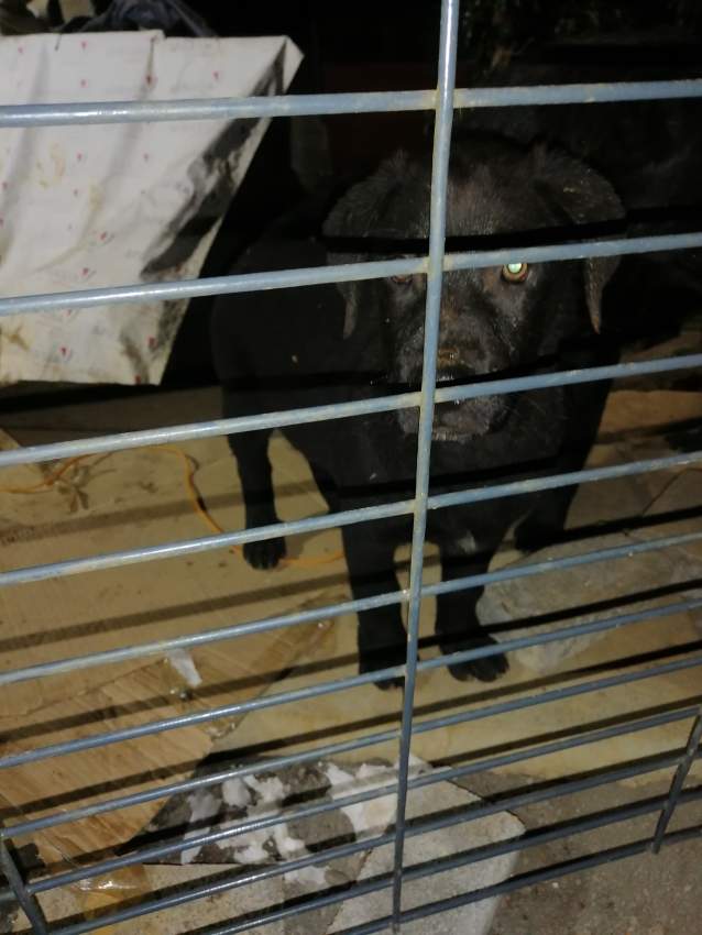 pure breed black male lab - 0 - Dogs  on Aster Vender