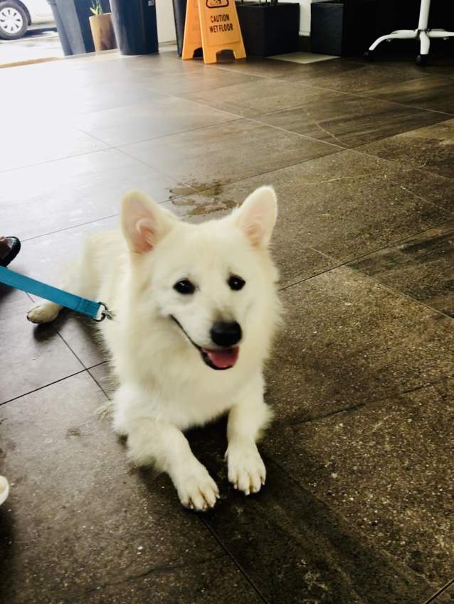 Spitz a vendre - 1 - Dogs  on Aster Vender