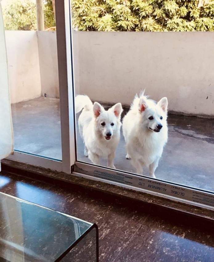 Spitz a vendre - 0 - Dogs  on Aster Vender