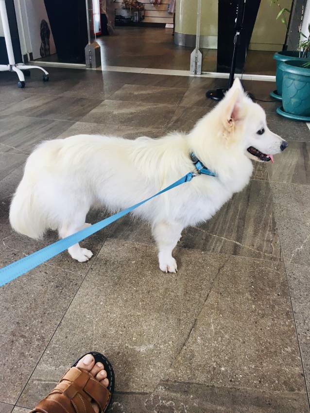 Spitz a vendre - 2 - Dogs  on Aster Vender