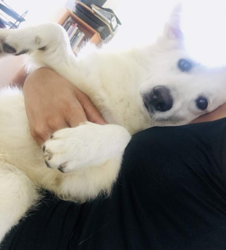 Spitz a vendre - 3 - Dogs  on Aster Vender