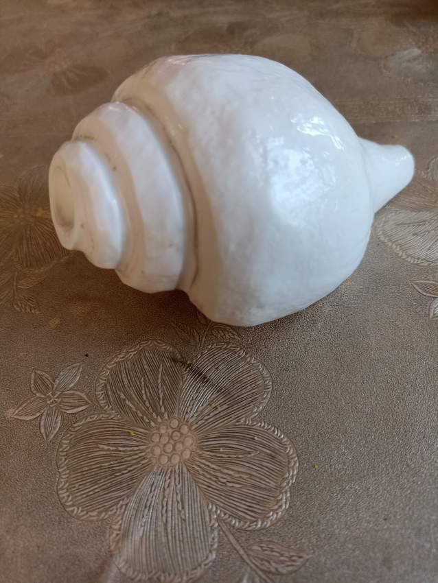 Shankh/Conch shell  on Aster Vender