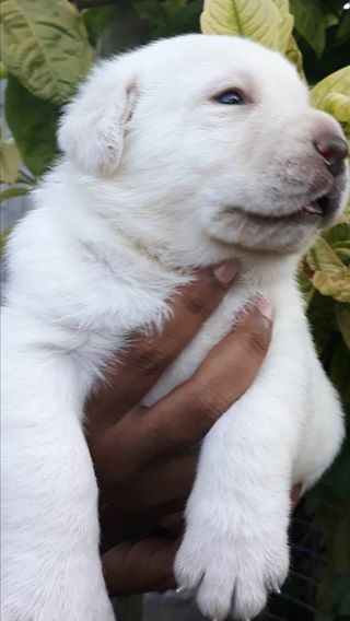 Labrador puppy - 3 - Dogs  on Aster Vender