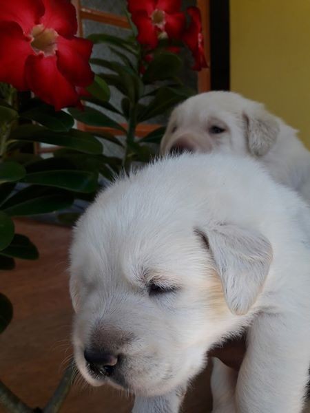 Labrador puppy - 2 - Dogs  on Aster Vender