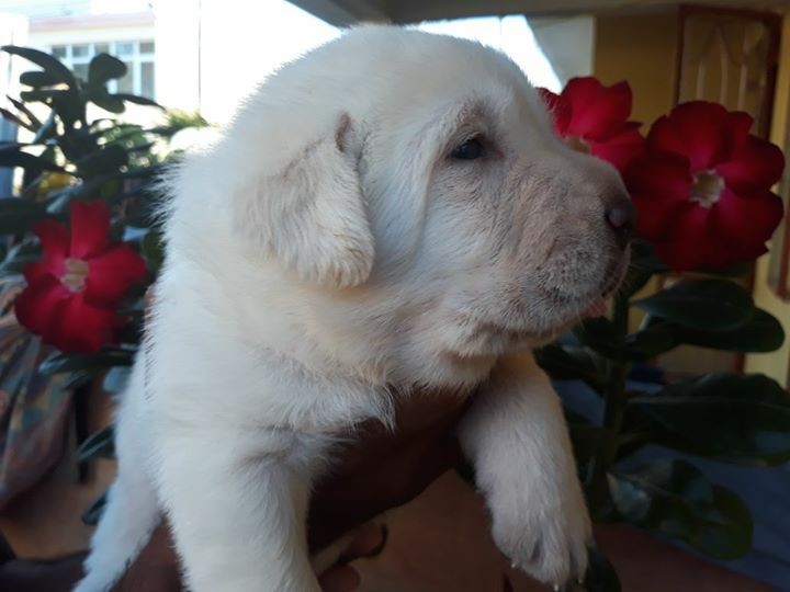 Labrador puppy - 4 - Dogs  on Aster Vender
