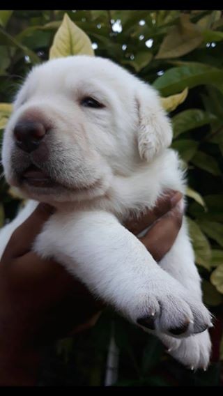 Labrador puppy - 5 - Dogs  on Aster Vender