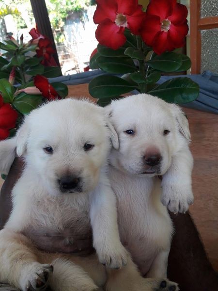 Labrador puppy - 1 - Dogs  on Aster Vender