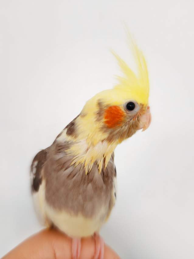 Cockatiel Apprivoisé For Sale - 1 - Birds  on Aster Vender