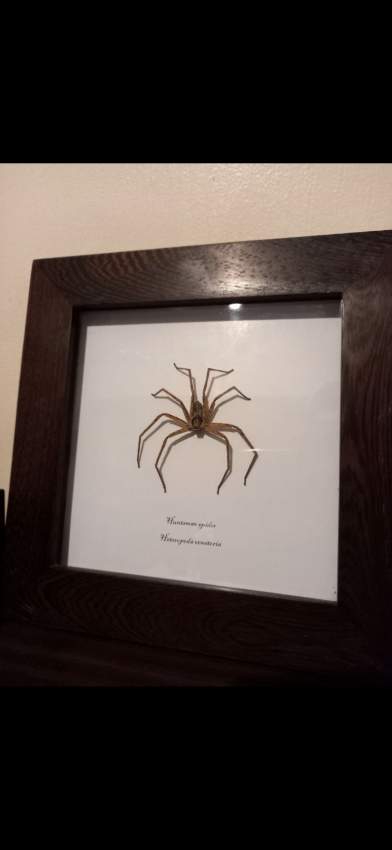 Elegant handmade wooden frame ( huntsman spider ) - 3 - Creative crafts  on Aster Vender