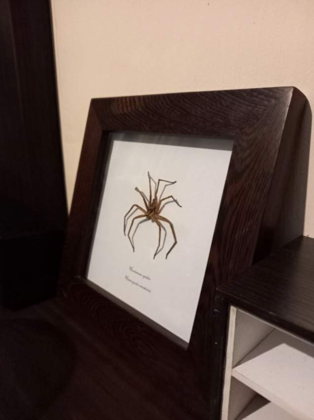 Elegant handmade wooden frame ( huntsman spider ) - 2 - Creative crafts  on Aster Vender