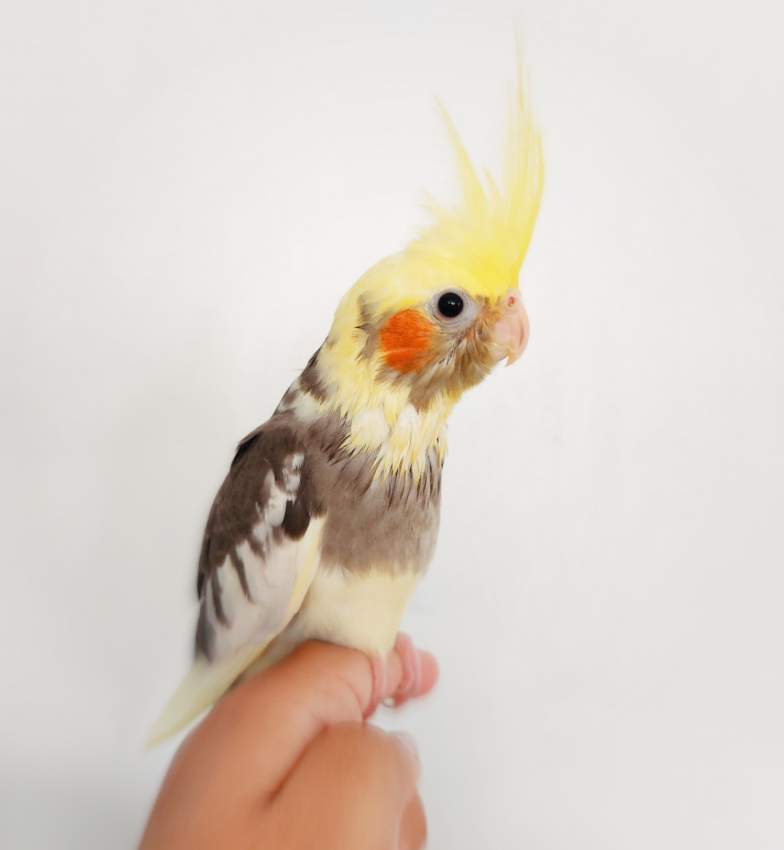 Cockatiel Apprivoisé FOR SALE - 0 - Birds  on Aster Vender
