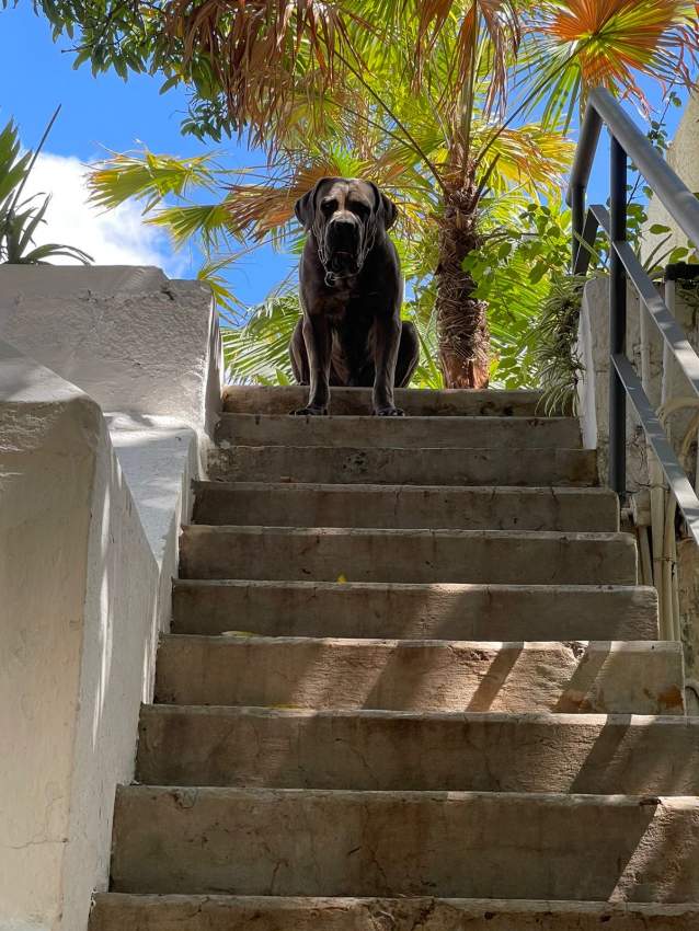 Pure cane corso for sale - 1 - Dogs  on Aster Vender