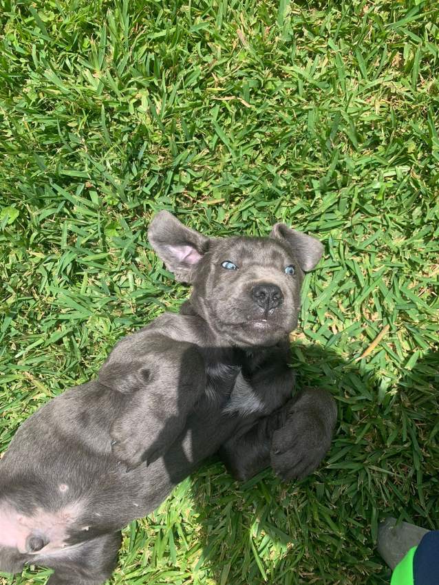 Pure cane corso for sale - 3 - Dogs  on Aster Vender