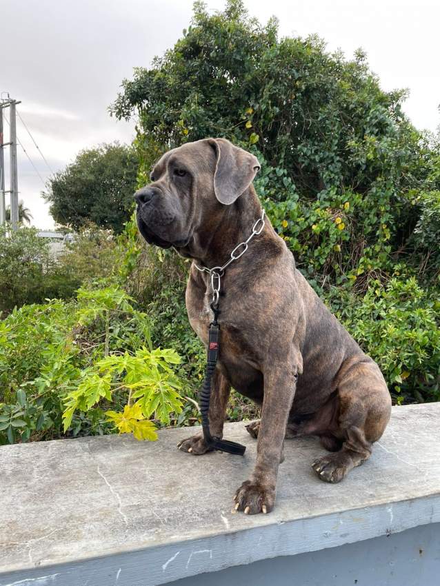 Pure cane corso for sale - 1 - Dogs  on Aster Vender