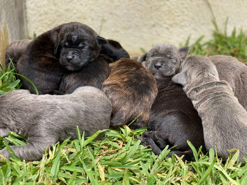 Pure cane corso for sale - 2 - Dogs  on Aster Vender