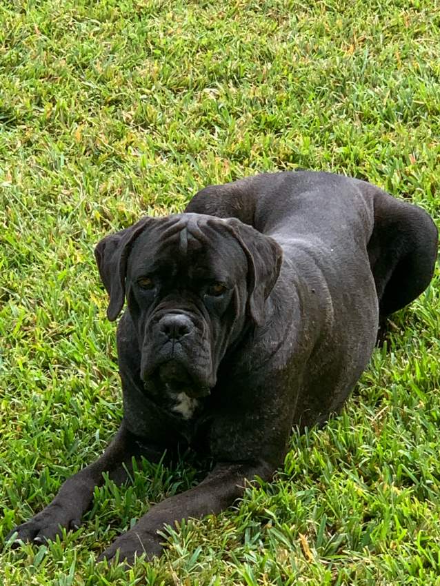 Pure cane corso for sale - 4 - Dogs  on Aster Vender