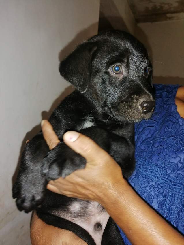 pure breed black male labrador - 0 - Dogs  on Aster Vender