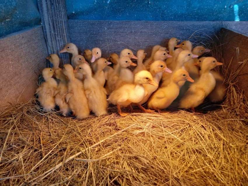 Pekin Ducklings - 0 - Birds  on Aster Vender