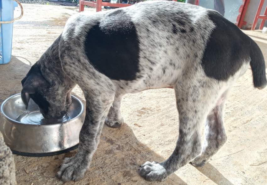 PUPPIES FOR SALE - DANE CORSO - 1 - Dogs  on Aster Vender