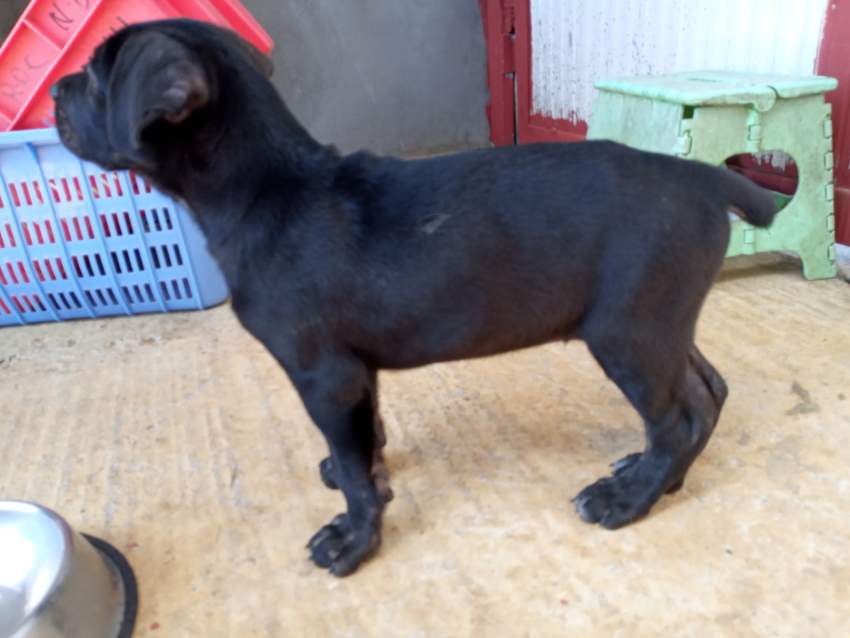 PUPPIES FOR SALE - DANE CORSO - 0 - Dogs  on Aster Vender