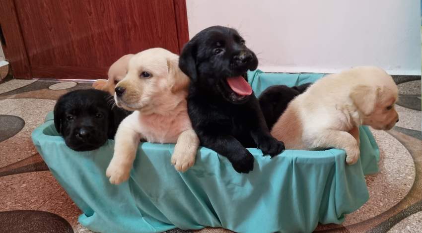 English Labrador - 1 - Dogs  on Aster Vender