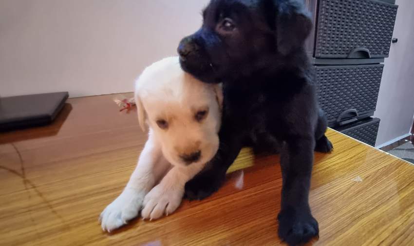 English Labrador - 3 - Dogs  on Aster Vender