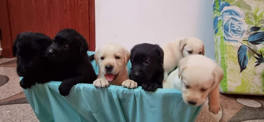 English Labrador on Aster Vender