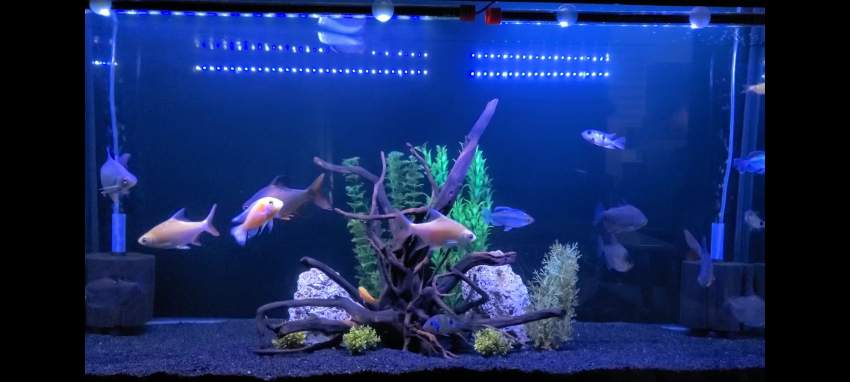 A vendre 5 tinfoil barb ek 4 silver dollar - 0 -  Aquarium fish  on Aster Vender