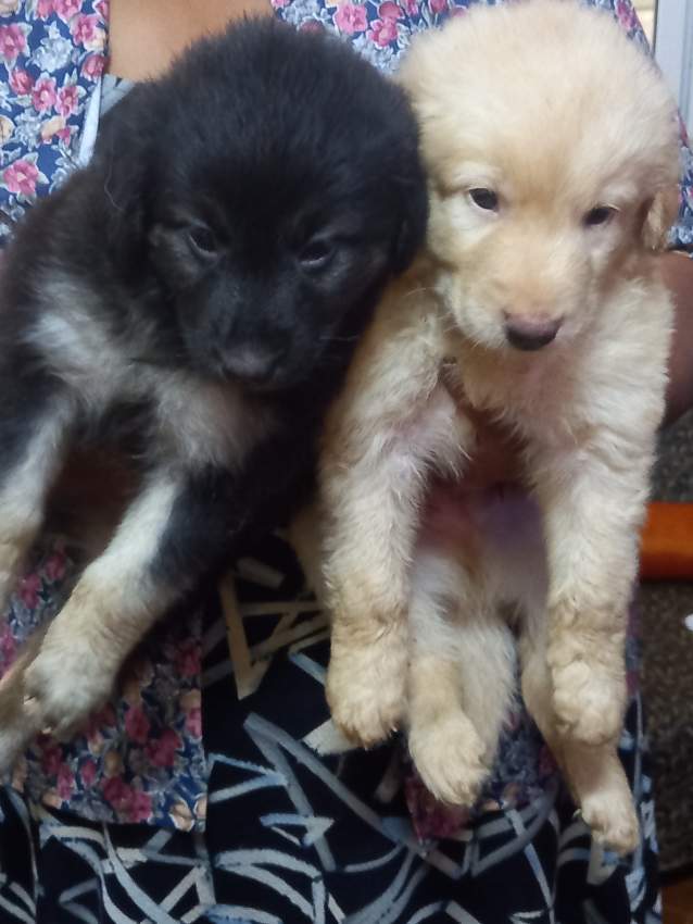 Berger allemand vs berger suisse - 1 - Dogs  on Aster Vender